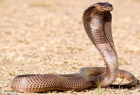 Egyptian Cobra in Tanzania